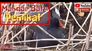 Download Suara burung mandar batu MP3