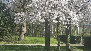 Kifo Cha Yesu Kristo Msalabani Ni Halisi 