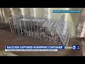 A raccoon stowaway made it all the way to O ahu