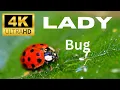 Ultimate 4k Lady Bug 8K- -ULTRA- R