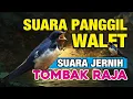 Download Lagu SUARA PANGGIL WALET | TOMBAK RAJA