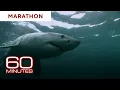 Download Lagu Stories About the Ocean | 60 Minutes Marathon
