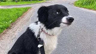 Don’t Let Their Smarts Fool You... These Border Collies are Hilarious! 🤣