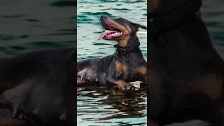 Morning people..just a little video the phone made of V. Have a great day ! #petsofyoutube #doberman