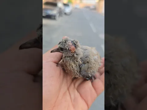 الرفق بالحيوانات الحمد لله رب العالمين