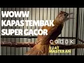 Wow, Kapas Tembak Super Gacor(buat masteran)