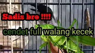 cendet isian walang kecek kicau ocehan