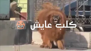 حلات علي مهرجان  عندي كلب يجري مدنتك    دندنها
