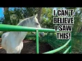 Download Lagu Predator in the Horse Pasture!  ~ Tiny is not happy!
