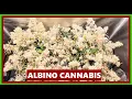 HARVESTING The World s Weirdest Weed Albino Gorilla Cannabis Mutants