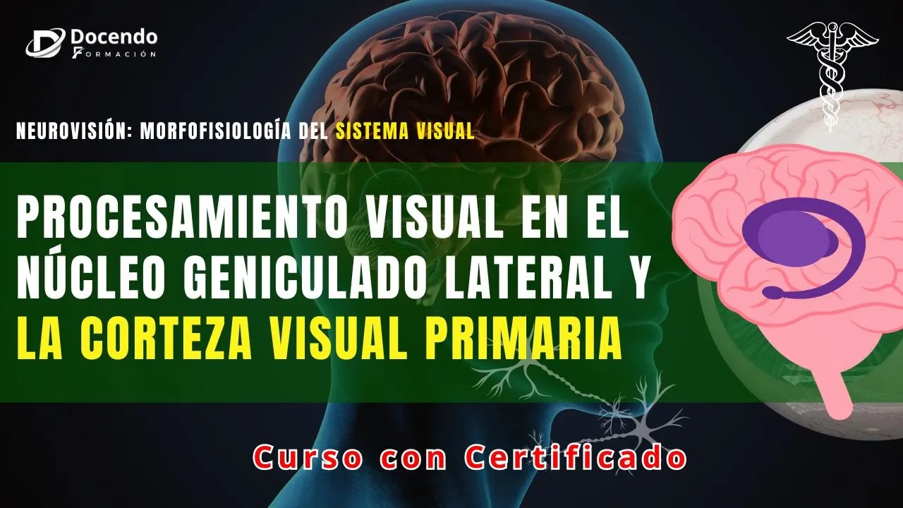 Procesamiento en el Núcleo Geniculado Lateral y la Corteza Visual Primaria (Curso con certificado)