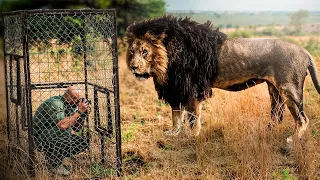 How Strong Is A Lion Compared To A Human