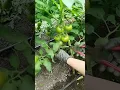 Download Lagu Bottom Pruning Tomatoes for Maximize Yields #farmingtech @RomFarm