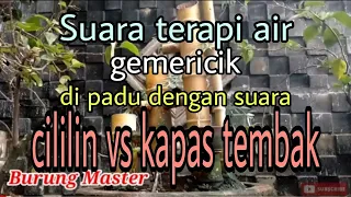 Download Terapi burung stres | Suara burung cililin vs kapas tembak jernih gemericik air MP3