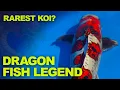 Download Lagu Is This the Rarest Dragon Koi Fish Ever? | Ki Kokuryu Koi
