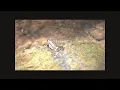 Supp file S1 - Male Crossodactylus schmidti emitting unimodal and multimodal signals to a robot-frog