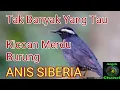 Lagu Suara Merdu Burung Anis Siberia