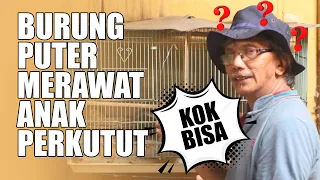 Download Teknik Pembesaran Perkutut Menggunakan Jasa Burung Puter Pelung MP3