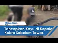 Abah Ocang Tewas Usai Duel Lawan King Kobra 4 Meter, Sempat Tancapkan Kayu