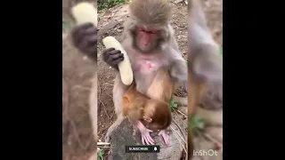 میمون بی رحم Cruel Monkey 
