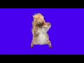 Dancing Tiktok Squirrel