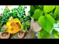 Lagu வெற்றிலைக்கு இதுவரை யாரும் சொல்லாத உரம் || How to grow betel leaf plant in tamil || gardenideas tami