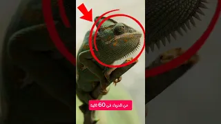 اغرب 3 حقائق عن الحرباء فى 60 ثانية كيف تغير الحرباء لونها تكيف علوم الصف الرابع الابتدائي 