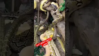 رجل دخل وكر الأفاعي وكانت الصدمة وقع ما لم يكن في الحسبان Shorts 