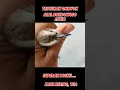 Download Lagu Beli burung trucukan ombyokan dapat yang sudah tua, kaki kering