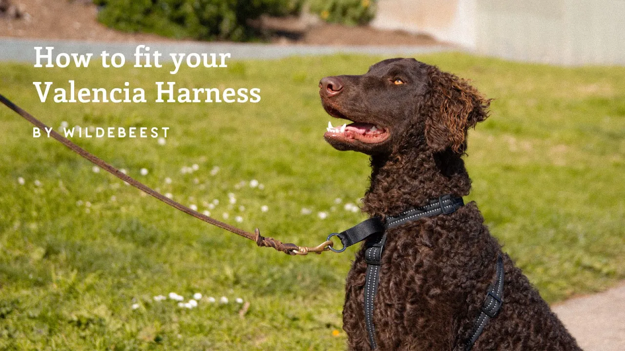 how to fit valencia harness video