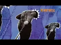 Pennywise - "Nothing" (Full Album Stream)