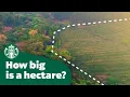 How big is a hectare