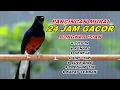 Download Lagu 🔴- Pancingan Murai Batu Full Isian Tembakan Kasar Murai Lain Pasti Bongkar Isian