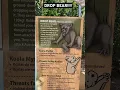 Download Lagu The dangerous DROP BEAR #australia #fyp #shortvideo #shorts #bears