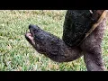 Leech-covered snapping turtle