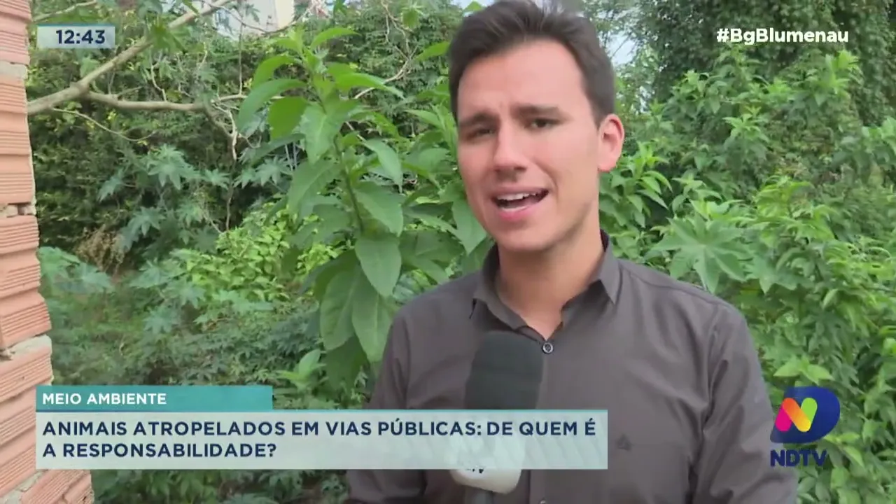 Meio ambiente: animais atropelados em vias públicas e de quem é a responsabilidade