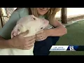 Greater Birmingham Humane Society has some special needs pups looking for homes