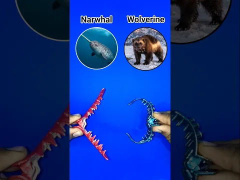 Narwhal and Wolverine 😁😁😇😝🥹🥲😅🤩😍😜 # #countryballs #countryballsedit #freepalsetine #shorts