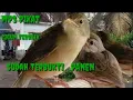 Download Lagu MP3 pikat cigun sudah terbukti panen@sutik channel.part 03