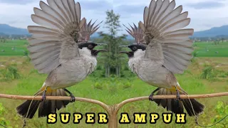 Download Suara Burung KUTILANG GACOR Nggaruda Super Ampuh Untuk Suara Panggilan Burung Kutilang Liar MP3