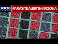 Arizona reports several cyclosporiasis cases What to know FOX 10 Phoenix