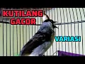 Suara Burung Kutilang Gacor Variasi Cocok Untuk Memancing Emosi