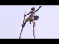 Download Lagu Makishi Dance - Chimuiza dancing up...