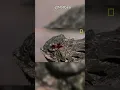 Download Lagu The Lizard That Shoots Blood from Its Eyes 🦎