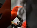 Get a bird’s eye view of how scientists use Google’s Perch model to help save endangered birds.