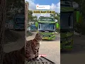 Download Lagu Kucing Kaget Klakson  Basuri 🤭- Bus Pradana Trans #bus #basuri #busmania #bussid