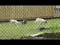 Stray puppies find their way to Wiregrass elementary school