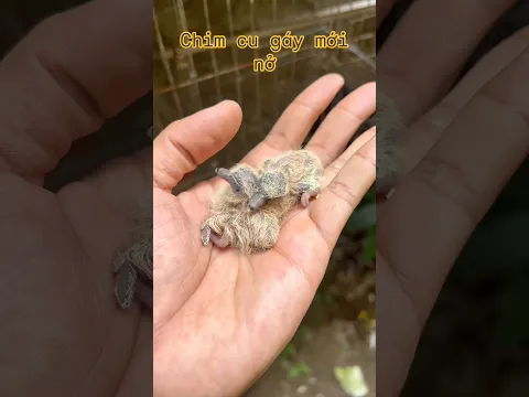 Chim cu gáy mới nở . Curu curu #birds #thebirdsonggroup #birdsong @c@cucutv9029