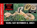 HYPO vs FIRE GENE in BALL PYTHONS Plus Cool Boa Morphs 10-2-21