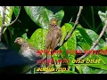 Download Lagu SATU JAM AUDIO KICAU BURUNG CUCAK WILIS GUNUNG BISA BUAT AUDIO MP3 #KICAUBURUNG #MASTERAN